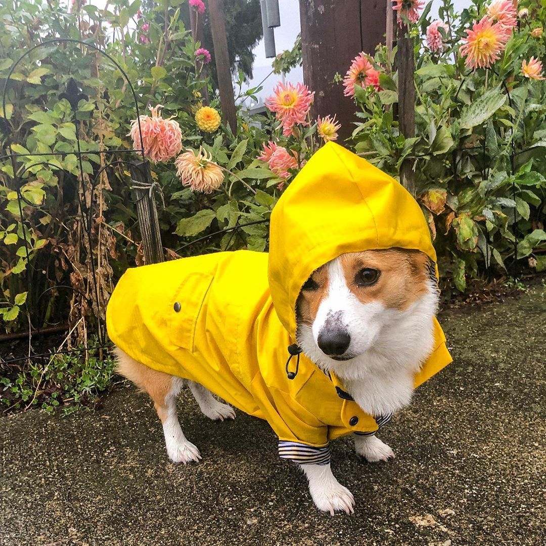 Raincoat Clothe