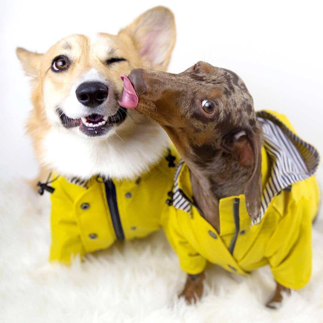 Raincoat Clothe