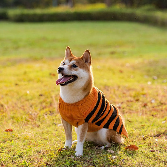Halloween Dog Sweater - Ever Tail