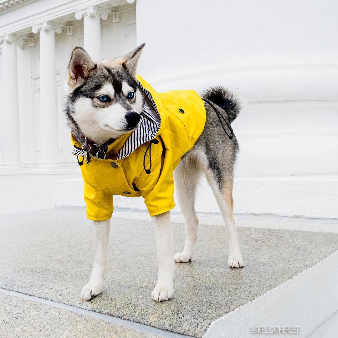 Raincoat Clothe - Ever Tail