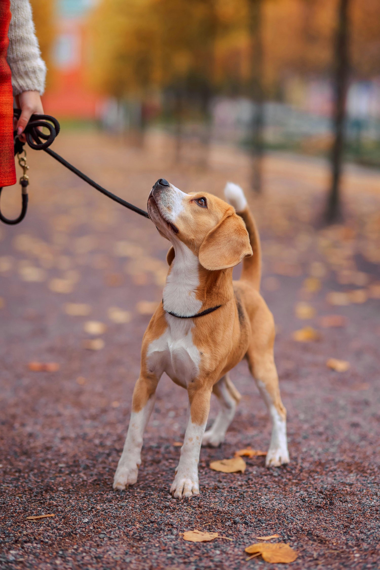 Walk - Ever Tail