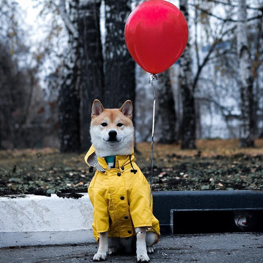 Raincoat Clothe