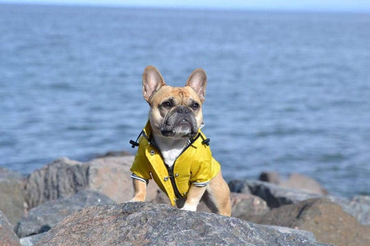 Waterproof Reflective Jacket